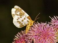 Attēlu rezultāti vaicājumam “Abraxas sylvata”