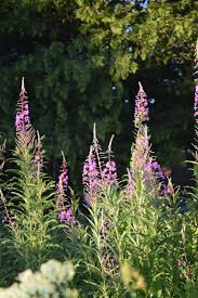 Image result for Weidenröschen