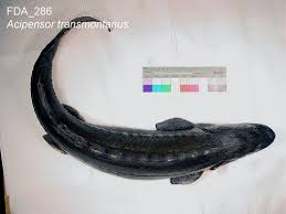 Image result for Acipenser transmontanus