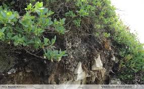 Attēlu rezultāti vaicājumam “Saelania glaucescens”