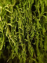 Attēlu rezultāti vaicājumam “Pterigynandrum filiforme”