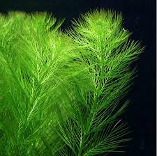 「綠羽毛」的圖片搜尋結果