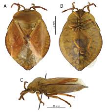 Attēlu rezultāti vaicājumam “Collaria rubens”