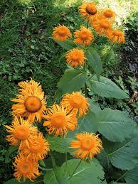 Image result for Telekia speciosa