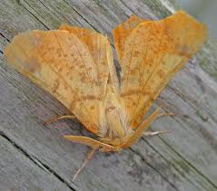 Attēlu rezultāti vaicājumam “Ennomos autumnaria”