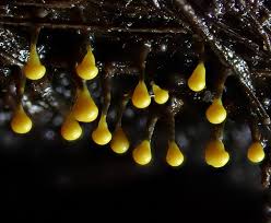 Attēlu rezultāti vaicājumam “Physarum viride var. aurantium spores”