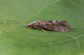 Attēlu rezultāti vaicājumam “Trichoptera”