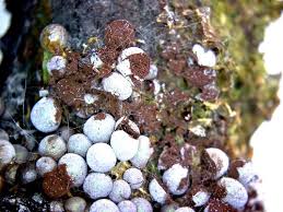 Attēlu rezultāti vaicājumam “Badhamia lilacina var. megaspora spores”