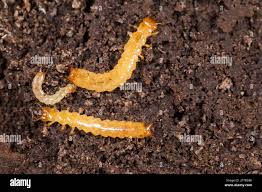 Attēlu rezultāti vaicājumam “Schizotus pectinicornis”