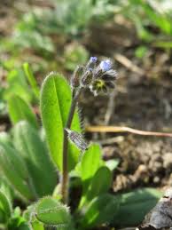 Attēlu rezultāti vaicājumam “Myosotis stricta”