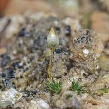 Attēlu rezultāti vaicājumam “Pogonatum nanum”