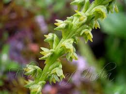 Attēlu rezultāti vaicājumam “Herminium monorchis flower”