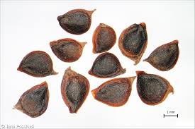 Attēlu rezultāti vaicājumam “Ranunculus acris fruit”