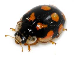 Attēlu rezultāti vaicājumam “Adalia decempunctata”