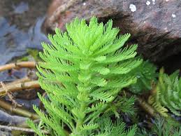 「粉綠狐尾藻」的圖片搜尋結果