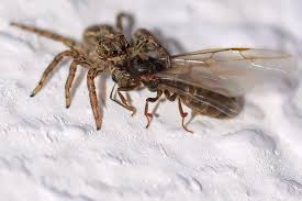 Attēlu rezultāti vaicājumam “Colymbetes paykulli”