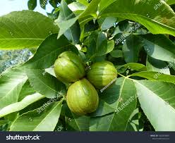 Attēlu rezultāti vaicājumam “Carya ovata fruit”