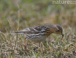 Image result for Anthus cervinus