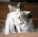 Love Kittens, Daisy and Maisy
