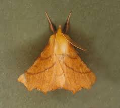 Attēlu rezultāti vaicājumam “Ennomos alniaria”