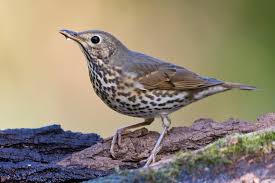 Attēlu rezultāti vaicājumam “Turdus philomelos adult”
