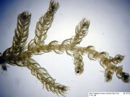 Attēlu rezultāti vaicājumam “Kurzia pauciflora”