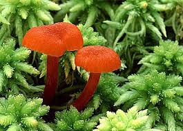 Attēlu rezultāti vaicājumam “Hygrocybe cantharellus”