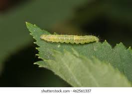 Attēlu rezultāti vaicājumam “Pterostoma palpina larva”