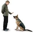 Pet Training - waywildpets