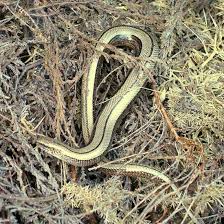 Attēlu rezultāti vaicājumam “Anguis fragilis adult”