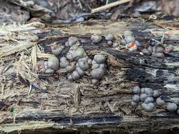 Attēlu rezultāti vaicājumam “Lycogala irregulare”