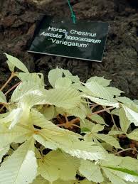 Attēlu rezultāti vaicājumam “Aesculus hippocastanum leaf”