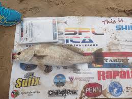 Image result for Argyrosomus inodorus