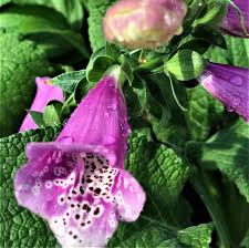 Image result for Digitalis purpurea