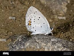 Attēlu rezultāti vaicājumam “Everes argiades female”