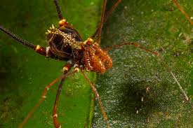 Attēlu rezultāti vaicājumam “Opiliones”