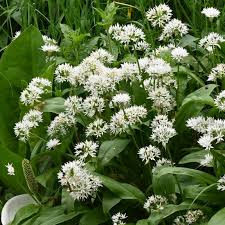 Attēlu rezultāti vaicājumam “Allium ursinum flower”