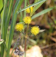 Attēlu rezultāti vaicājumam “Lysimachia thyrsiflora”