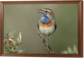 Attēlu rezultāti vaicājumam “Luscinia svecica”