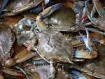 File:Blue crab on market in Piraeus - Callinectes sapidus Rathbun ...