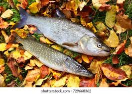 Image result for Aspius aspius