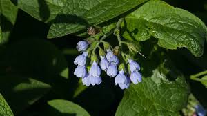 Attēlu rezultāti vaicājumam “Symphytum asperum leaf”
