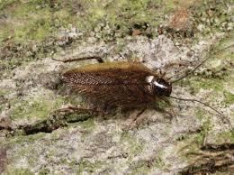 Attēlu rezultāti vaicājumam “Blattoptera”