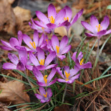 Attēlu rezultāti vaicājumam “Crocus tommasinianus”