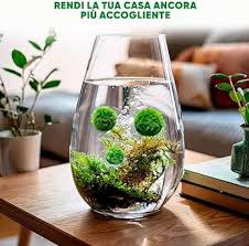 Imagini pentru Cladophora aegagropila