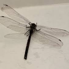 Attēlu rezultāti vaicājumam “Aeshnidae”