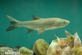 Image result for Aspius aspius