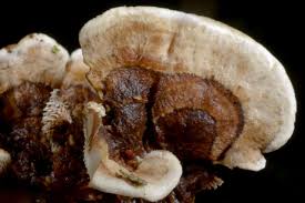 Attēlu rezultāti vaicājumam “Phellodon tomentosus”