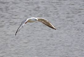 Attēlu rezultāti vaicājumam “Larus ridibundus eggs”