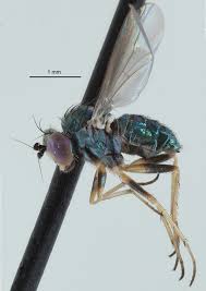 Attēlu rezultāti vaicājumam “Dolichopodidae”